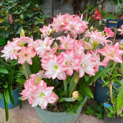 🌺 One Hippeastrum Bulbs, One Stunning Giant Bloom💥🏠🔥Buy 1 Get 1 Free🔥