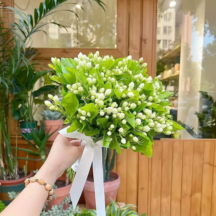 ✨ Midnight Perfume Series Seeds : Pure White Jasmine – Your Soft Night Bloom Scent🌿❄️🌸Buy 1 Get 1 Free🌸