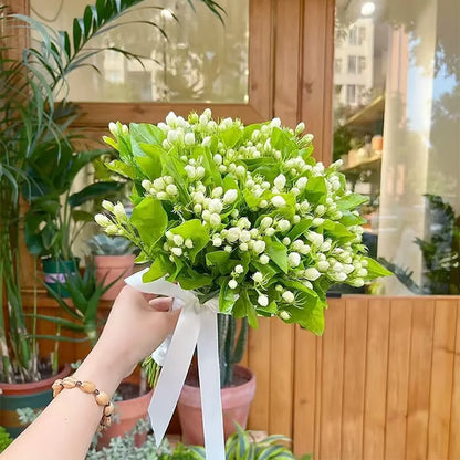 ✨ Midnight Perfume Series Seeds : Pure White Jasmine – Your Soft Night Bloom Scent🌿❄️🌸Buy 1 Get 1 Free🌸