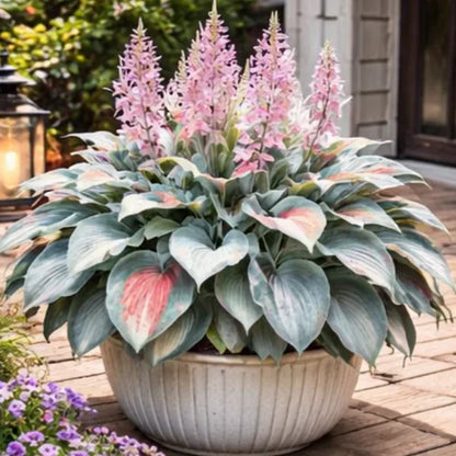 🌈 Hosta Bulbs 🌿 Multi-Color, Easy to Grow, Brighten Any Space🔥Buy 1 Get 1 Free🔥