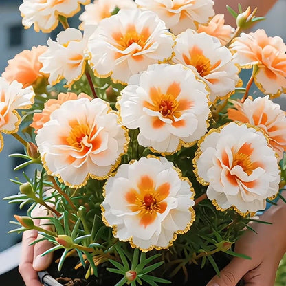 🔥Buy 1 Get 1 Free🔥🌸Golden Lace Portulaca🌸✨ Brilliant Double Blooms for Effortless Summer Color