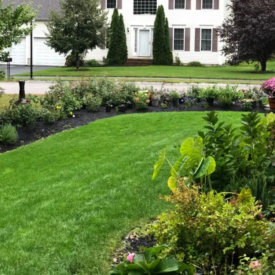 🔥Last Day Promotion 49% OFF🔥🌱2026 Evergreen Dwarf Grass Seed for Four Seasons | 🔥Buy 1 Get 1 Free🔥