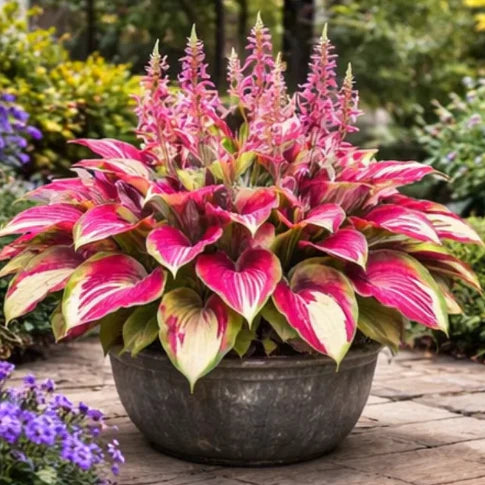 🌈 Hosta Bulbs 🌿 Multi-Color, Easy to Grow, Brighten Any Space🔥Buy 1 Get 1 Free🔥