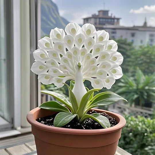 💠 “THE QUEEN OF FRAGRANT BLOOMS — PEACOCK ORCHID BULBS FOR PURE GARDEN LUXURY”🌸Buy 4 Get 4 Free Bulbs🌸