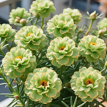 🔥Buy 1 Get 1 Free🔥🌸Golden Lace Portulaca🌸✨ Brilliant Double Blooms for Effortless Summer Color
