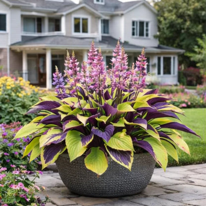 🌈 Hosta Bulbs 🌿 Multi-Color, Easy to Grow, Brighten Any Space🔥Buy 1 Get 1 Free🔥