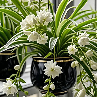 GRAND BLOOM SPIDER PLANT SEEDS/BULBS 💐 NATURE’S HANGING MASTERPIECE OF COLOR & GRACE🌸BUY 1 GET 1 FREE!!🌸