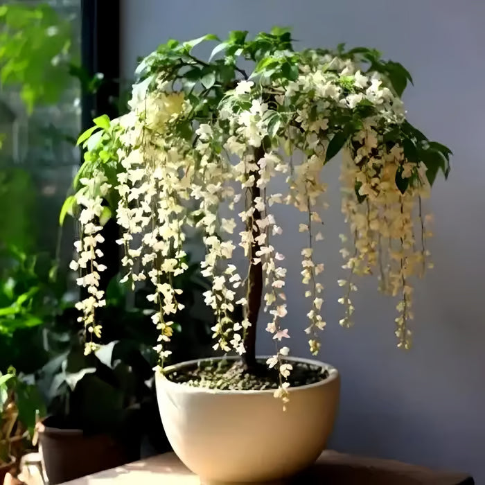 ✨ Midnight Perfume Series Seeds : Pure White Jasmine – Your Soft Night Bloom Scent🌿❄️🌸Buy 1 Get 1 Free🌸