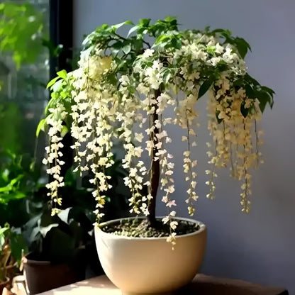 ✨ Midnight Perfume Series Seeds : Pure White Jasmine – Your Soft Night Bloom Scent🌿❄️🌸Buy 1 Get 1 Free🌸
