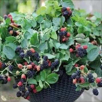 Giant Black Raspberry Seeds🔥Buy 1 Get 1 Free🔥