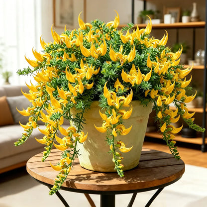 🌿🌸 Parrot Beak Spider Plant Bulbs 🦜 Unique Foliage, Easy to Grow🔥Buy 6 Get 6 Free Bulbs🔥
