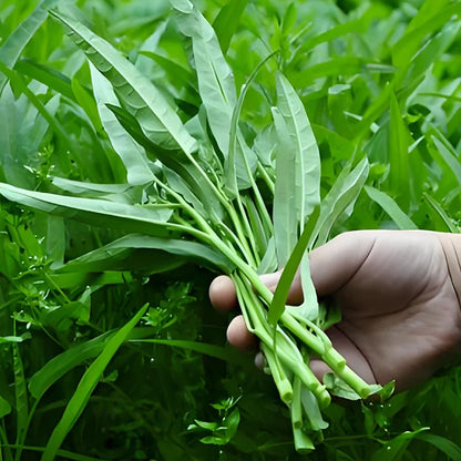 🌱TRIPLE-STEM WATER SPINACH SEEDS🌱🌸BUY 1 GET 1 FREE!!🌸