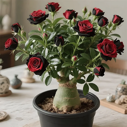 🌵🌺DESERT ROSE BULBS🔥Buy 1 Get 1 Free🔥