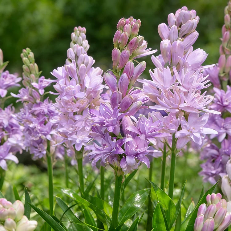 🌺DOUBLE PERFUME TUBEROSE BULBS—MOON GARDEN FLOWER🌺🌹Buy 1 Get 1 Free🌹