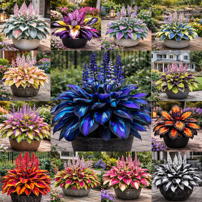 🌈 Hosta Bulbs 🌿 Multi-Color, Easy to Grow, Brighten Any Space🔥Buy 1 Get 1 Free🔥