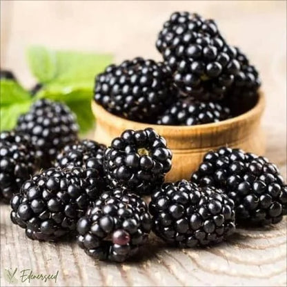 Giant Black Raspberry Seeds🔥Buy 1 Get 1 Free🔥