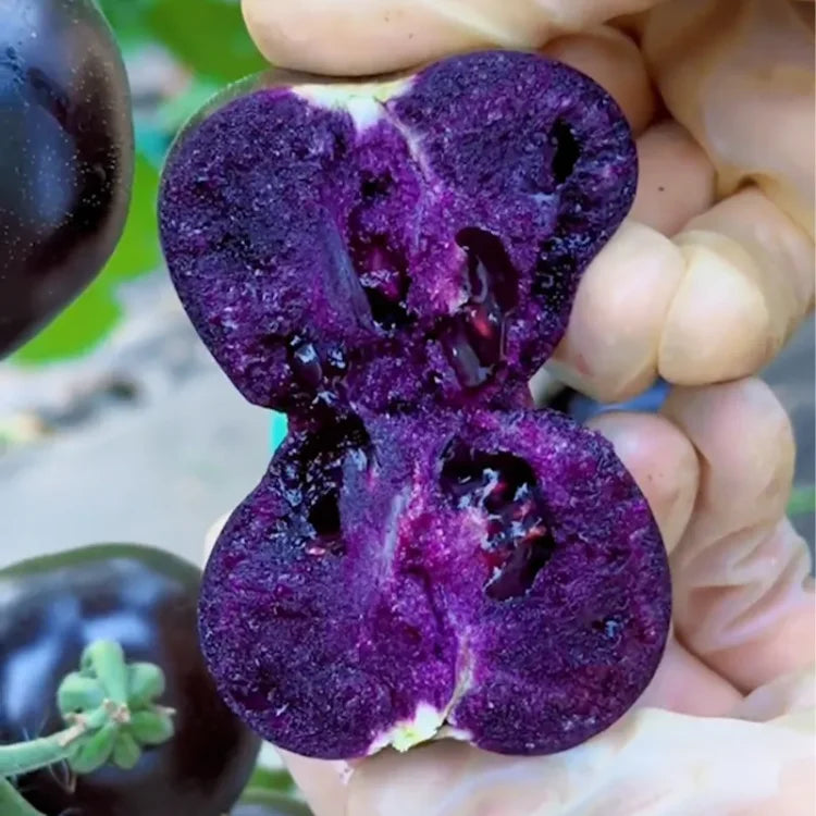 🍅Black Falls Giant Tomato Seeds | 🔥Buy 1 Get 1 Free🔥