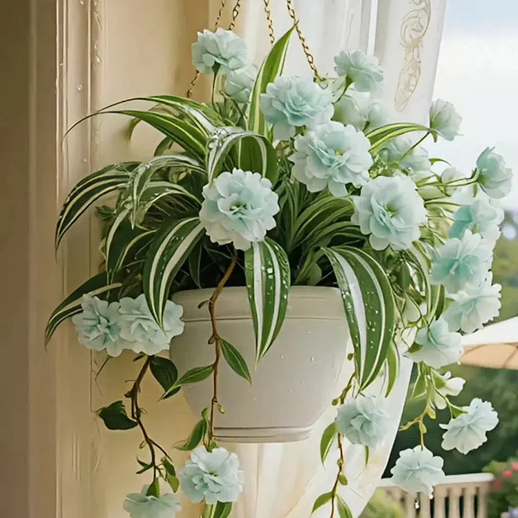 GRAND BLOOM SPIDER PLANT SEEDS/BULBS 💐 NATURE’S HANGING MASTERPIECE OF COLOR & GRACE🌸BUY 1 GET 1 FREE!!🌸