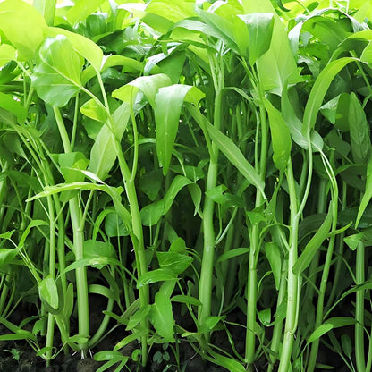 🌱TRIPLE-STEM WATER SPINACH SEEDS🌱🌸BUY 1 GET 1 FREE!!🌸