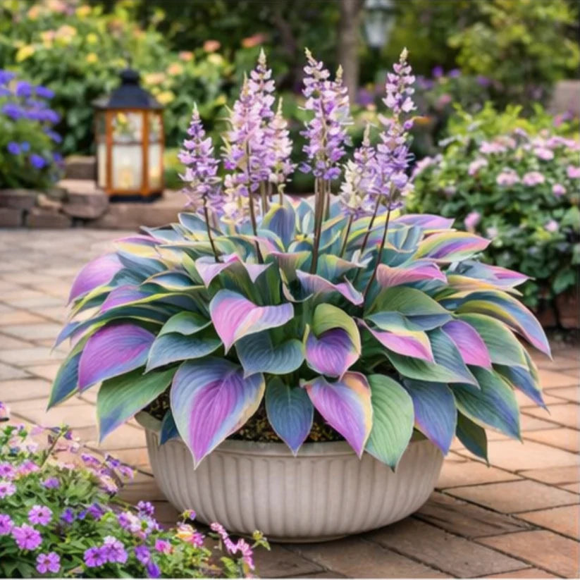 🌈 Hosta Bulbs 🌿 Multi-Color, Easy to Grow, Brighten Any Space🔥Buy 1 Get 1 Free🔥