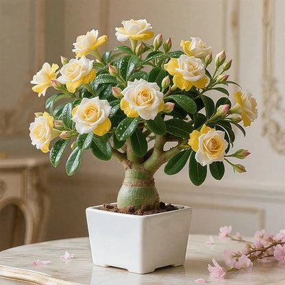 🌵🌺DESERT ROSE BULBS🔥Buy 1 Get 1 Free🔥