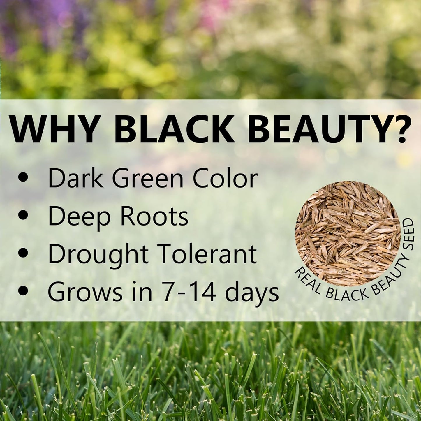 🔥Last Day Promotion 49% OFF🔥🌱2026 Evergreen Dwarf Grass Seed for Four Seasons | 🔥Buy 1 Get 1 Free🔥