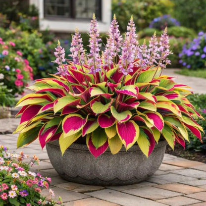 🌈 Hosta Bulbs 🌿 Multi-Color, Easy to Grow, Brighten Any Space🔥Buy 1 Get 1 Free🔥