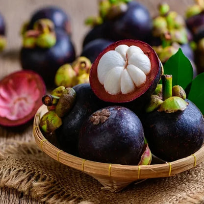 🔥Buy 1 Get 1 Free🔥🍈Mangosteen Seeds – Cultivate the Queen of Fruits in Your Garden!