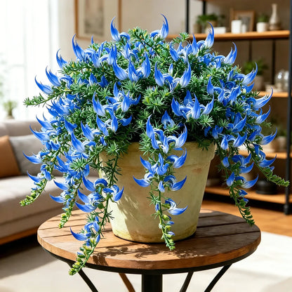 🌿🌸 Parrot Beak Spider Plant Bulbs 🦜 Unique Foliage, Easy to Grow🔥Buy 6 Get 6 Free Bulbs🔥