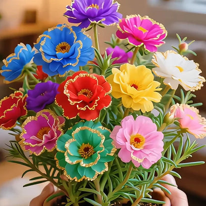🔥Buy 1 Get 1 Free🔥🌸Golden Lace Portulaca🌸✨ Brilliant Double Blooms for Effortless Summer Color