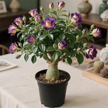🌵🌺DESERT ROSE BULBS🔥Buy 1 Get 1 Free🔥
