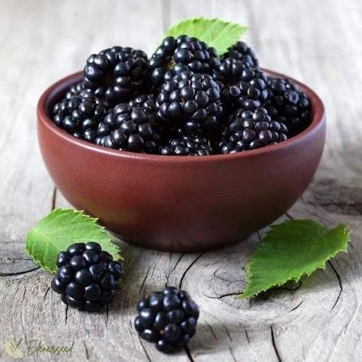Giant Black Raspberry Seeds🔥Buy 1 Get 1 Free🔥