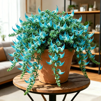 🌿🌸 Parrot Beak Spider Plant Bulbs 🦜 Unique Foliage, Easy to Grow🔥Buy 6 Get 6 Free Bulbs🔥