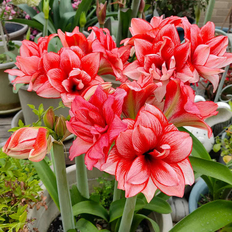 🌺 One Hippeastrum Bulbs, One Stunning Giant Bloom💥🏠🔥Buy 1 Get 1 Free🔥