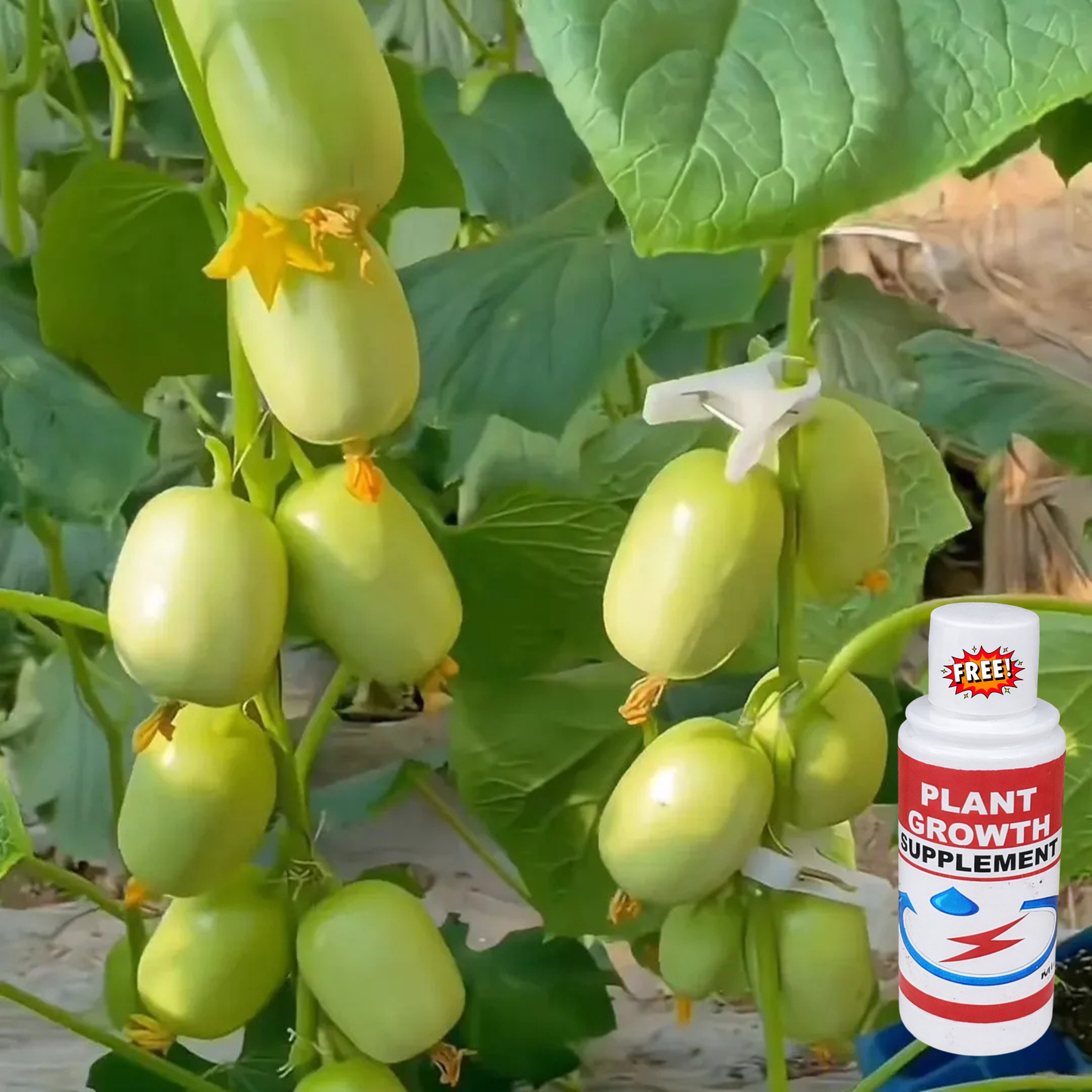🔥Buy 1 Get 1 Free🔥Cucumber seeds "Golden Boy & Jade Girl" – With Plant Growth Supplement Free