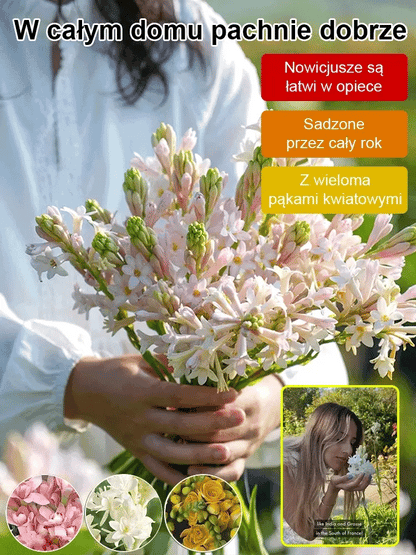 🌺DOUBLE PERFUME TUBEROSE BULBS—MOON GARDEN FLOWER🌺🌹Buy 1 Get 1 Free🌹