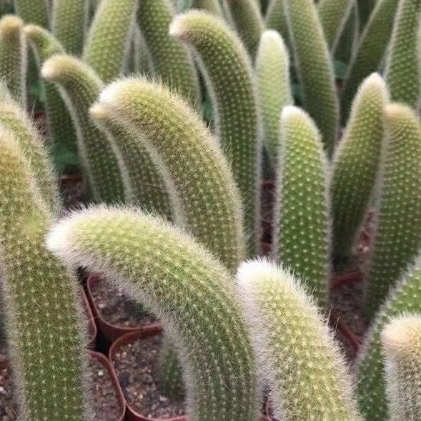 Monkey Tail Cactus Seeds🐒🌵🔥Buy 1 Get 1 Free🔥