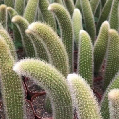 Monkey Tail Cactus Seeds🐒🌵🔥Buy 1 Get 1 Free🔥