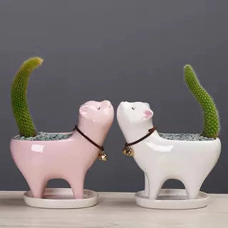 Monkey Tail Cactus Seeds🐒🌵🔥Buy 1 Get 1 Free🔥