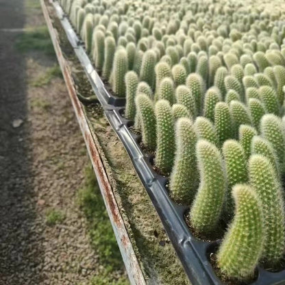 Monkey Tail Cactus Seeds🐒🌵🔥Buy 1 Get 1 Free🔥