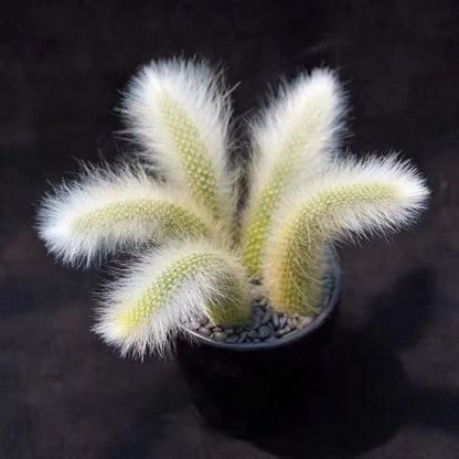 Monkey Tail Cactus Seeds🐒🌵🔥Buy 1 Get 1 Free🔥