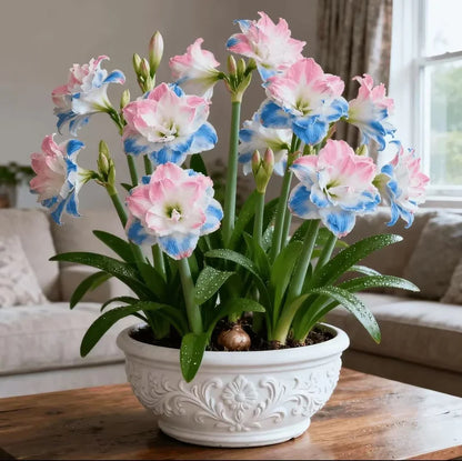 🌺 One Hippeastrum Bulbs, One Stunning Giant Bloom💥🏠🔥Buy 1 Get 1 Free🔥