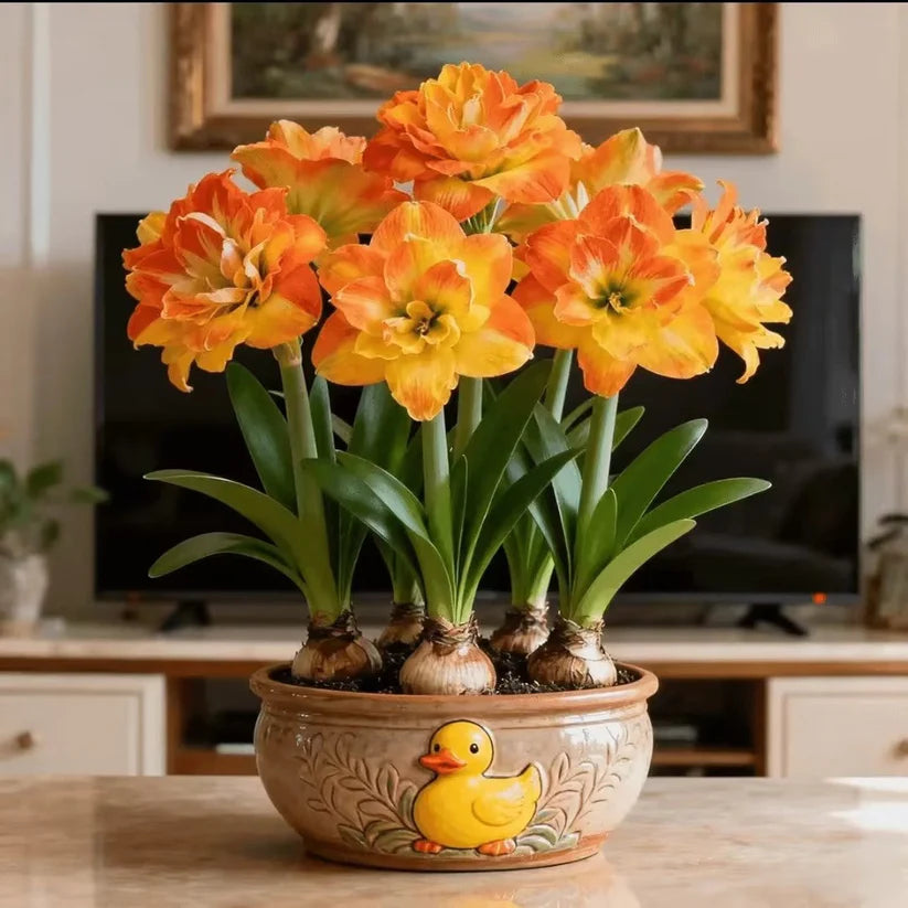 🌺 One Hippeastrum Bulbs, One Stunning Giant Bloom💥🏠🔥Buy 1 Get 1 Free🔥