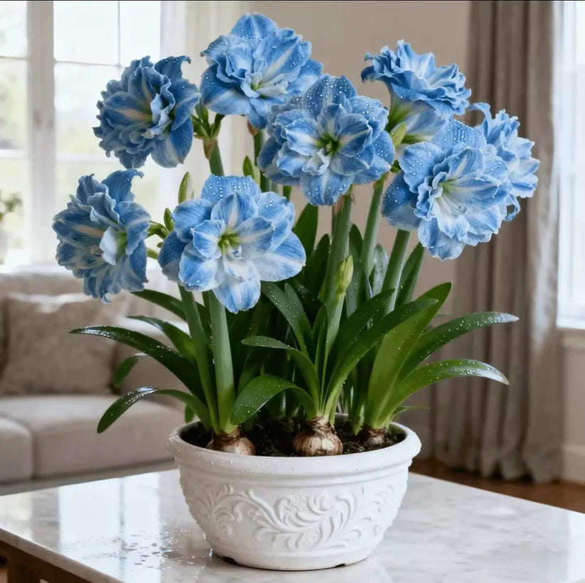 🌺 One Hippeastrum Bulbs, One Stunning Giant Bloom💥🏠🔥Buy 1 Get 1 Free🔥
