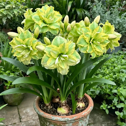 🌺 One Hippeastrum Bulbs, One Stunning Giant Bloom💥🏠🔥Buy 1 Get 1 Free🔥