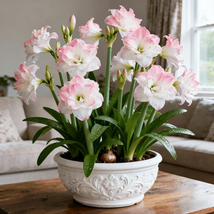 🌺 One Hippeastrum Bulbs, One Stunning Giant Bloom💥🏠🔥Buy 1 Get 1 Free🔥