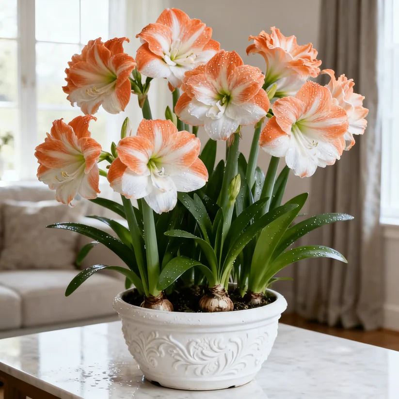 🌺 One Hippeastrum Bulbs, One Stunning Giant Bloom💥🏠🔥Buy 1 Get 1 Free🔥
