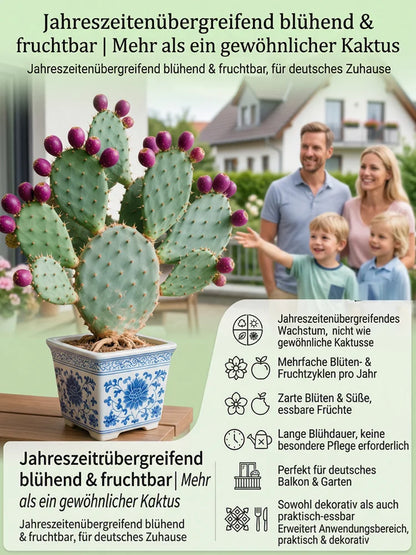 🍈 Fruit Cactus Seeds 🍈 Edible, nutritious fruits 🌵Easy to grow & drought-tolerant ⚡Fast growth & low pest risk🔥Buy 1 Get 1 Free🔥
