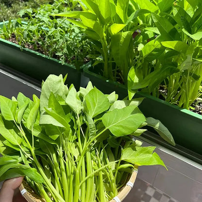 🌱TRIPLE-STEM WATER SPINACH SEEDS🌱🌸BUY 1 GET 1 FREE!!🌸