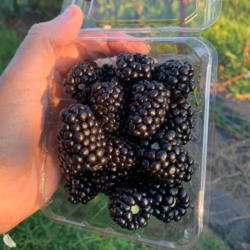 Giant Black Raspberry Seeds🔥Buy 1 Get 1 Free🔥